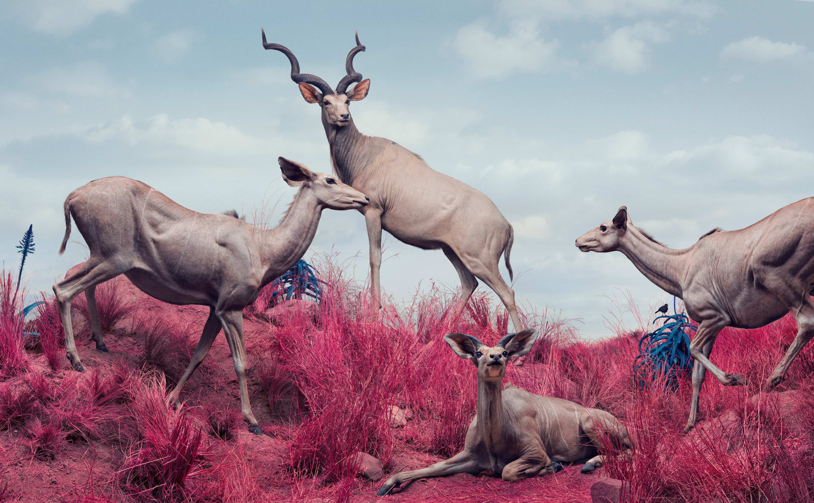 Jim Naughten, Kudus, 2021
