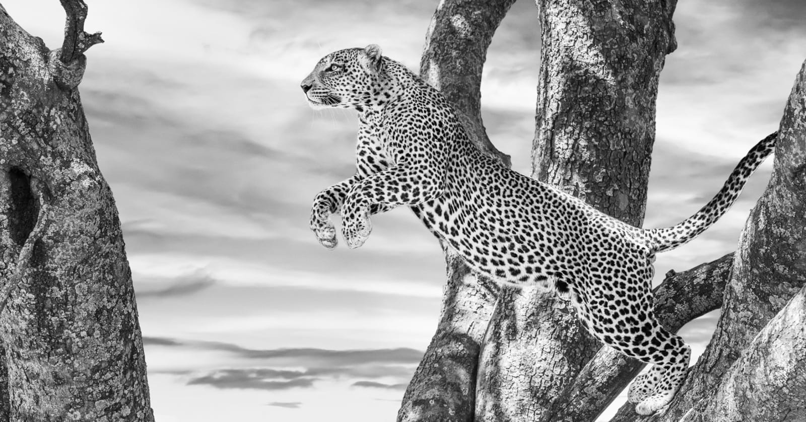 James Lewin, The Leap, 2023