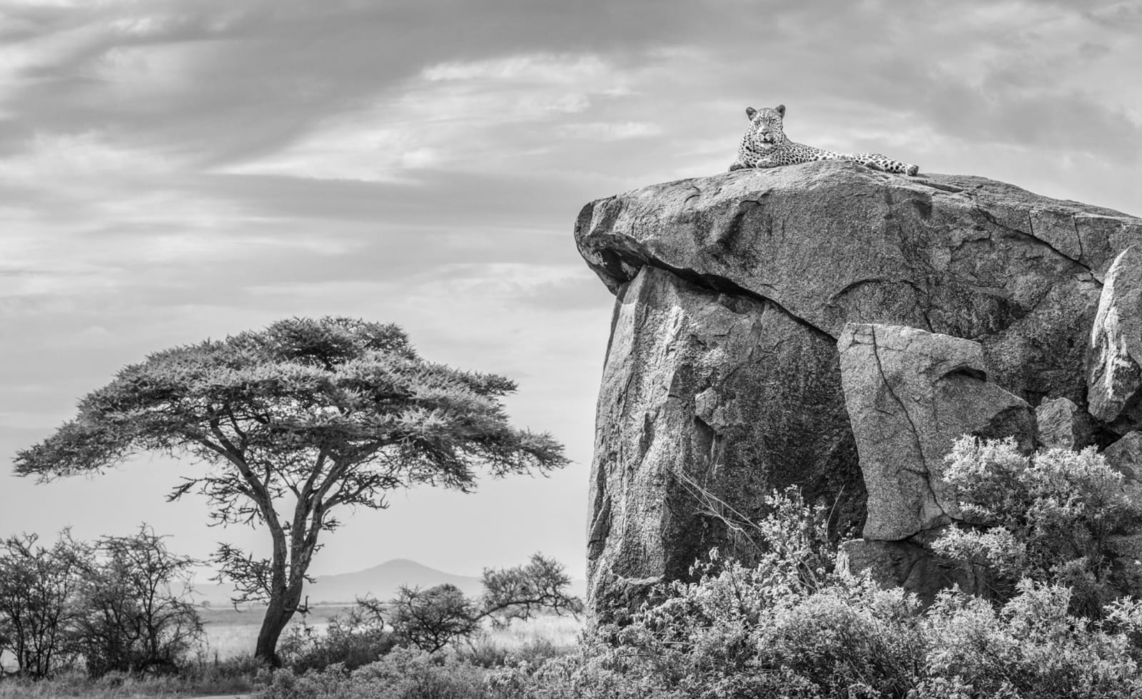 James Lewin, The Leopard, The Rock, and The Acacia, 2023