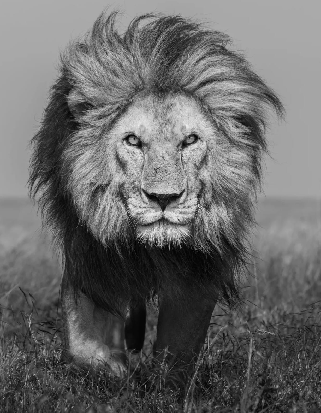 James Lewin, Bob Jr. Serengeti, Tanzania, 2021