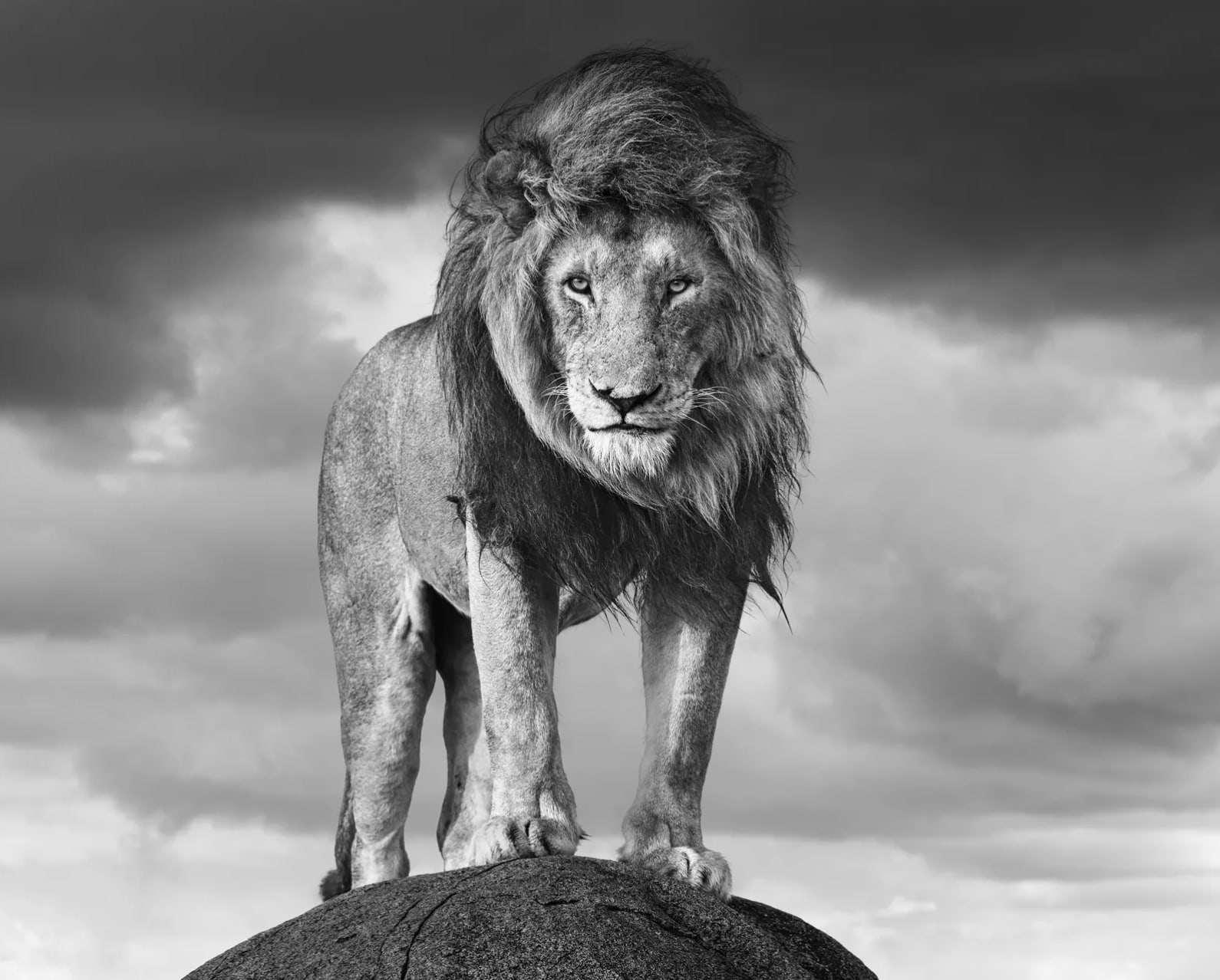 James Lewin, Serengeti Shall Never Die, 2024