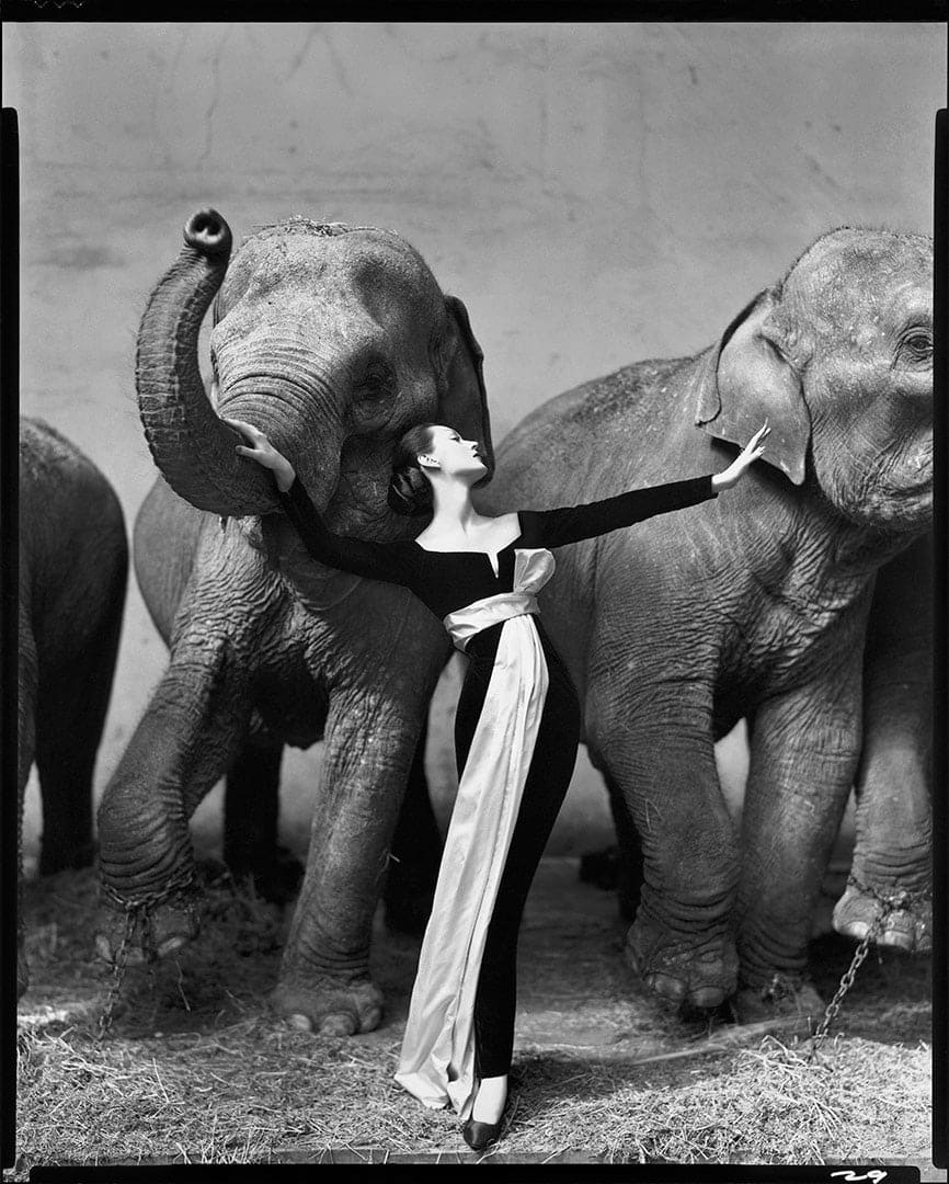 Richard Avedon, Dovima with Elephants, Evening dress by Dior, Cirque d'Hiver, Paris, August, 1955