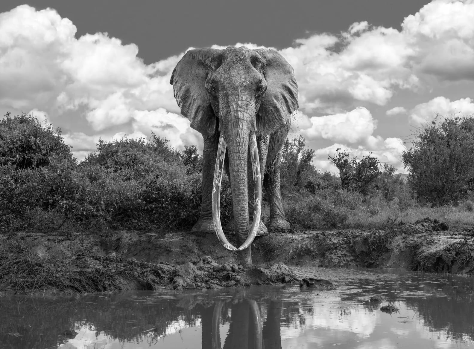 James Lewin, The Queen of Tsavo, 2021