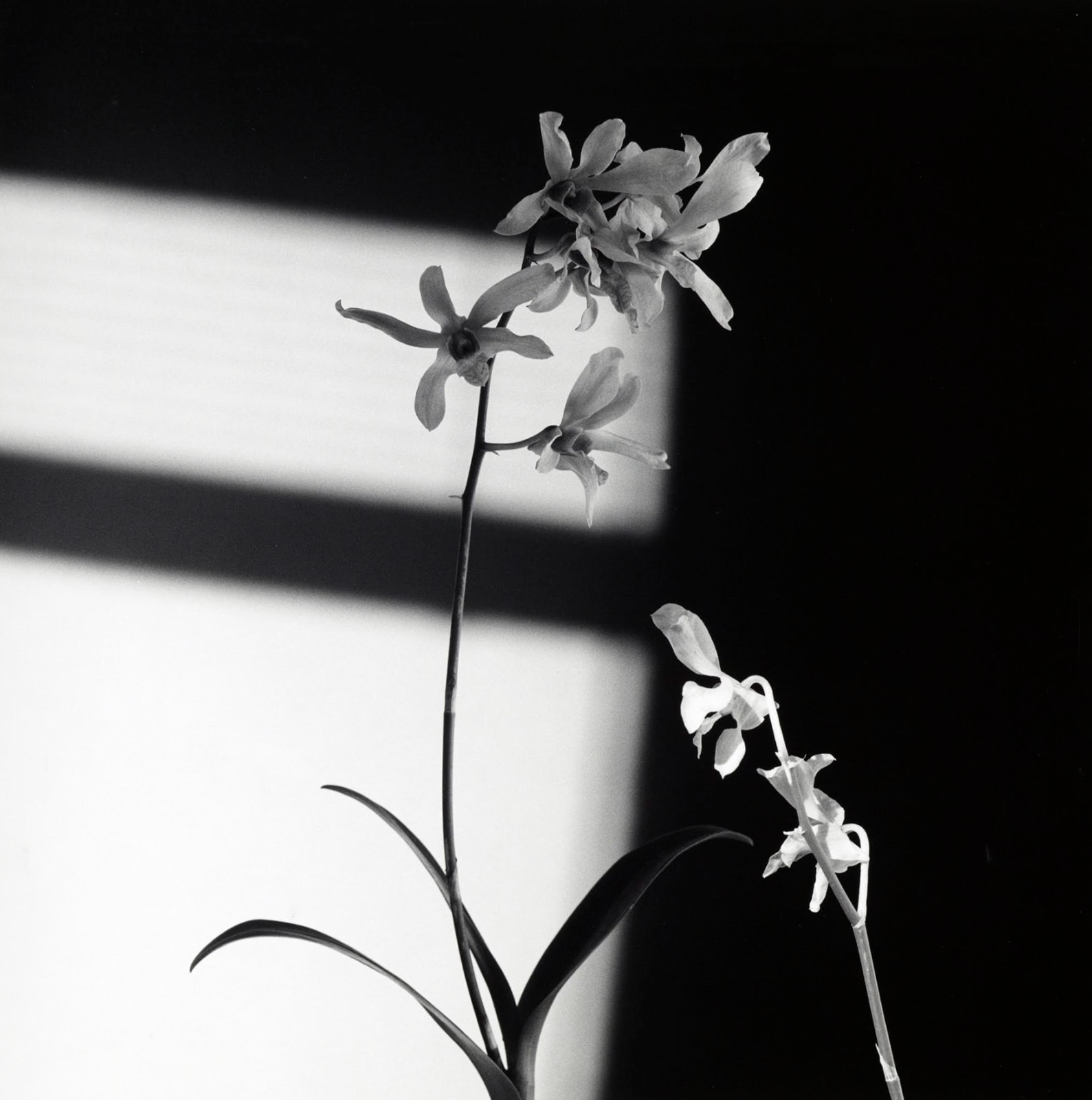 Robert Mapplethorpe, Flowers, 1986