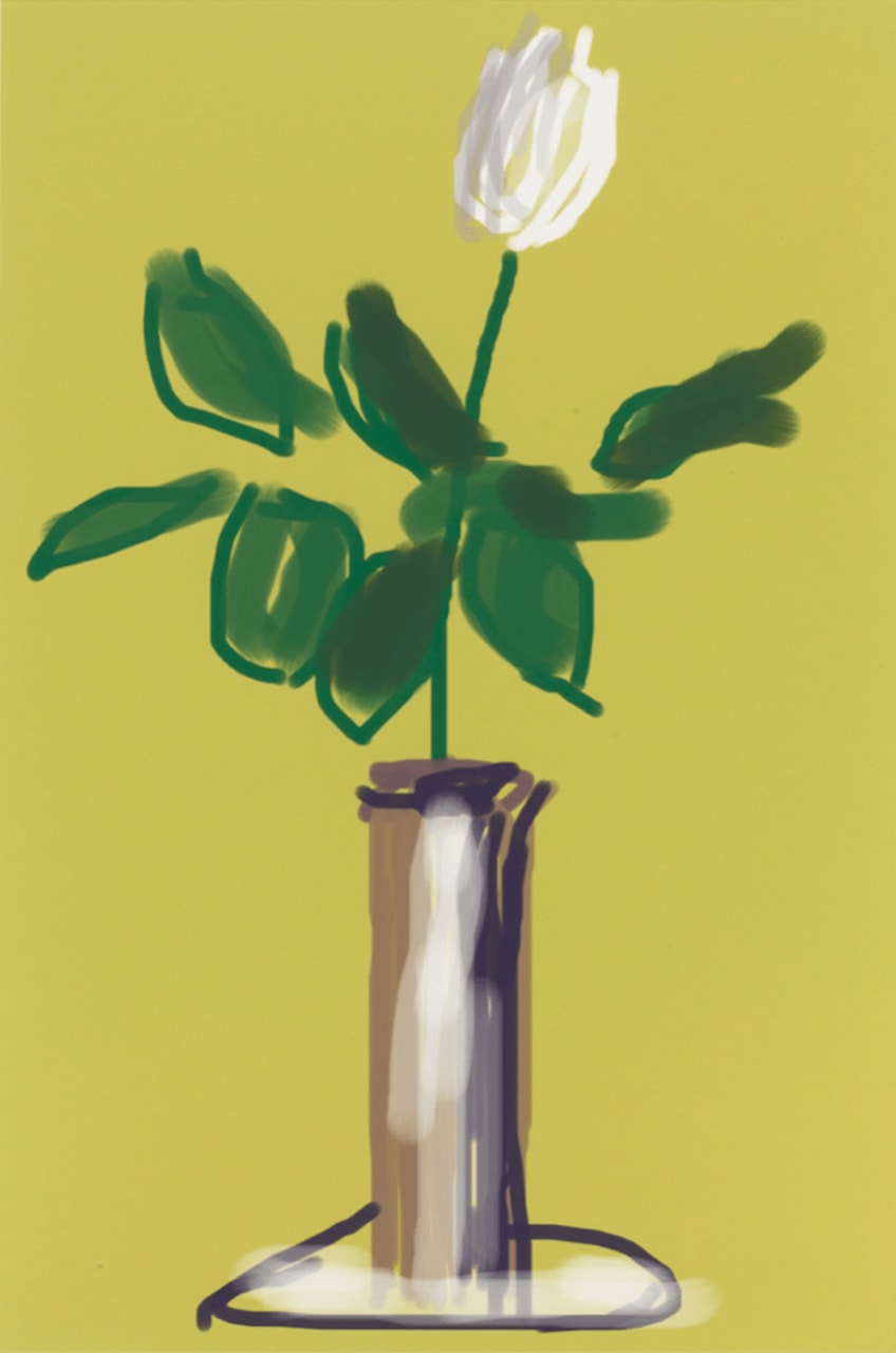 David Hockney, White Rose, 2009