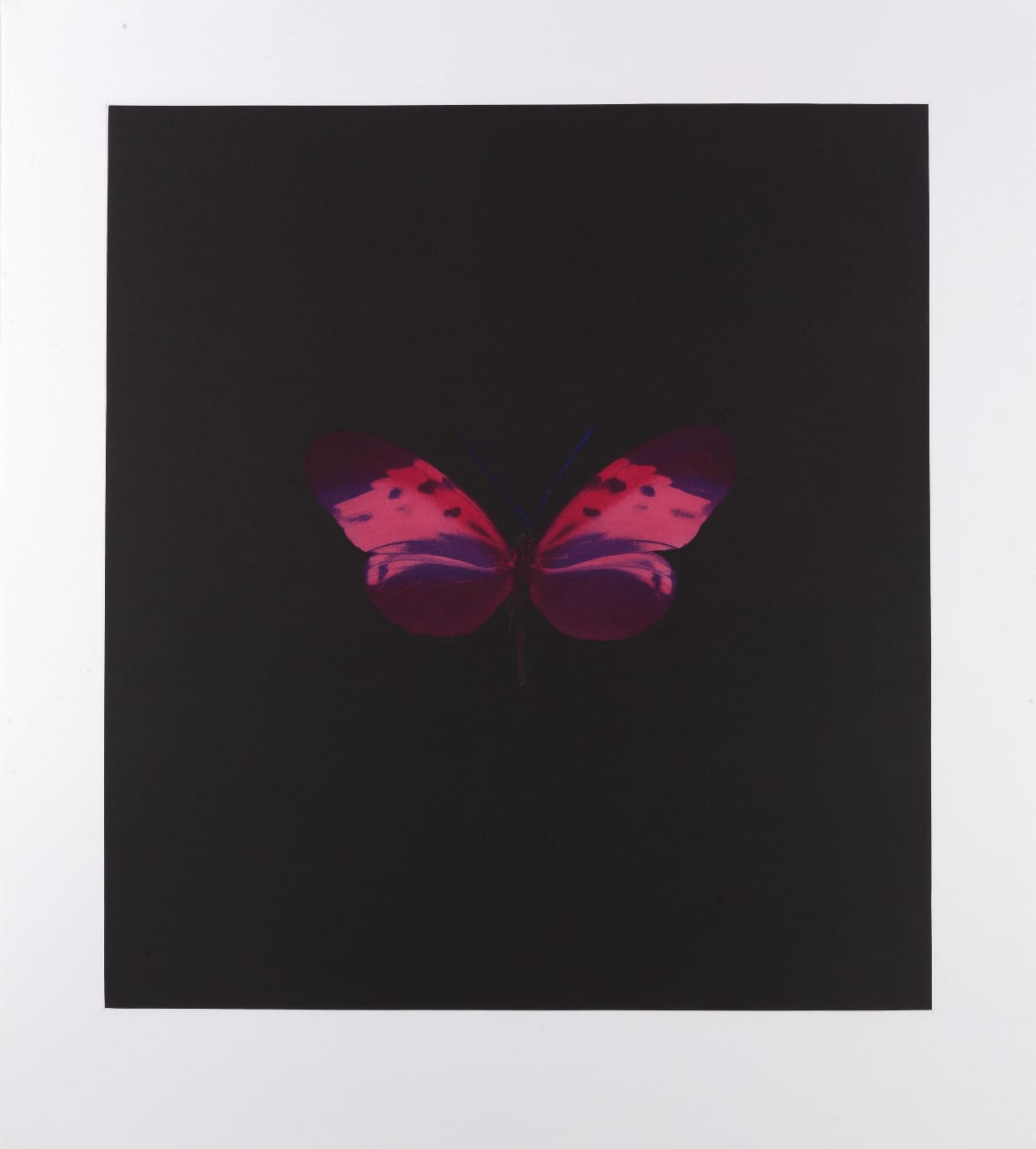Damien Hirst, Memento 4, 2008