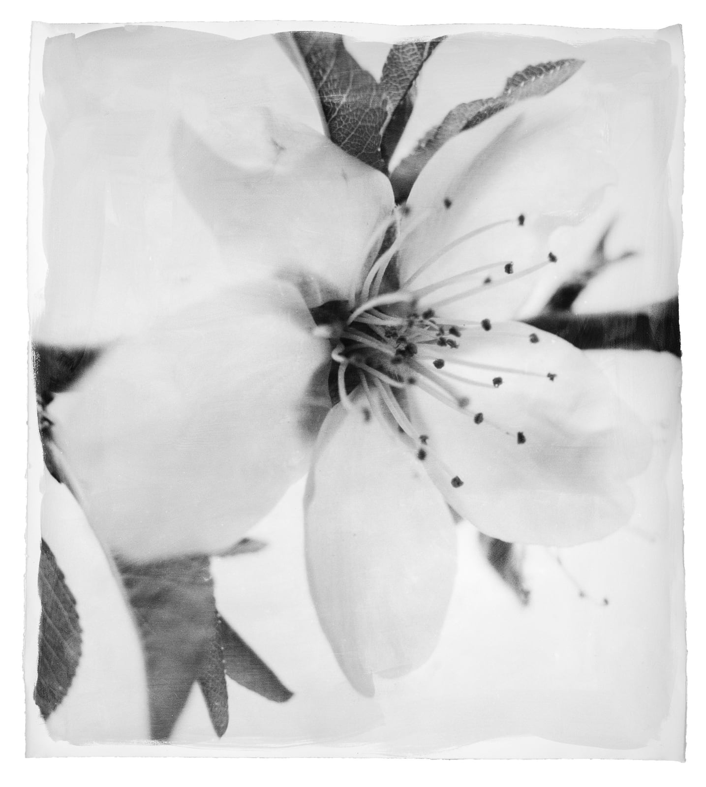 Stephen Inggs, Almond Blossom, 2022