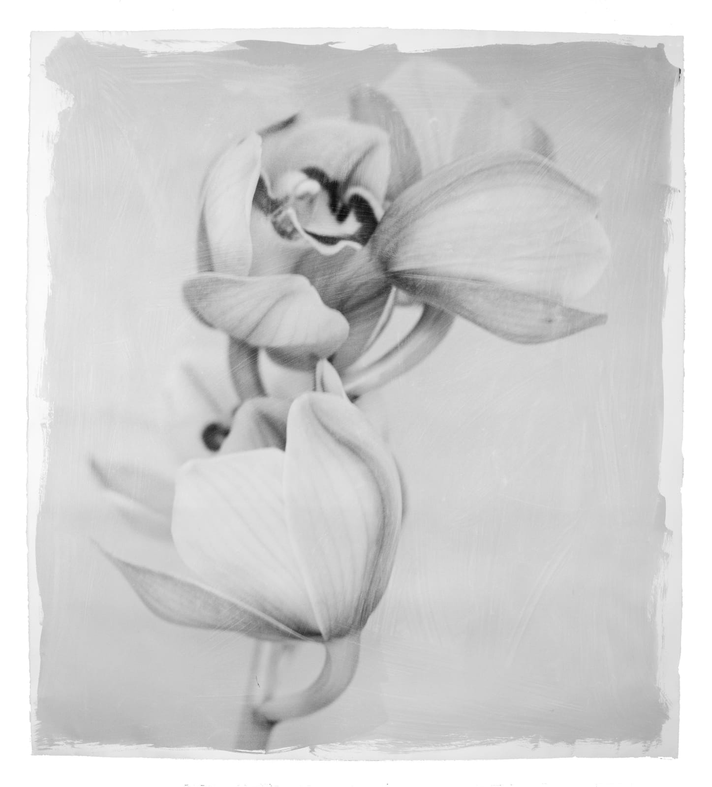 Stephen Inggs, Orchid, 2022