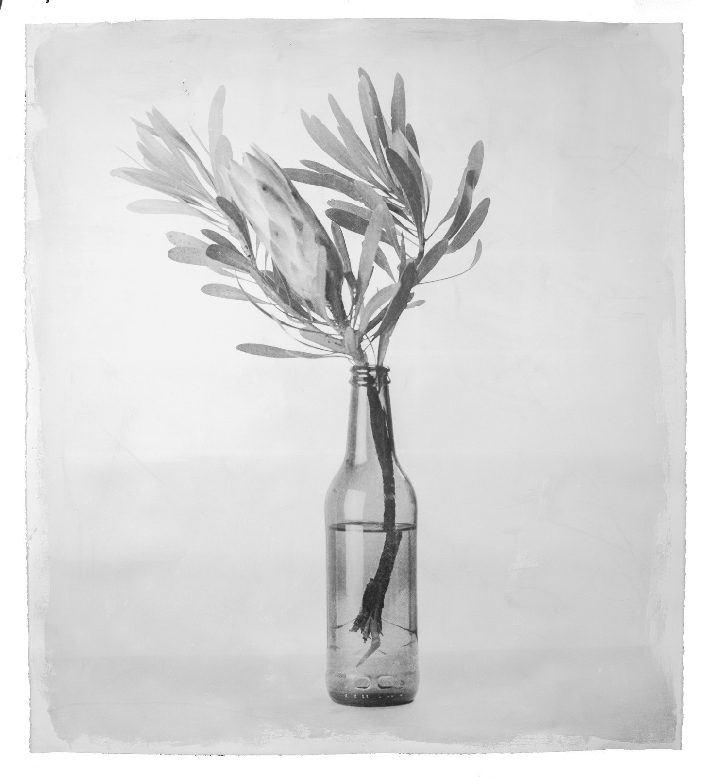 Stephen Inggs, Protea in Bottle, 2022