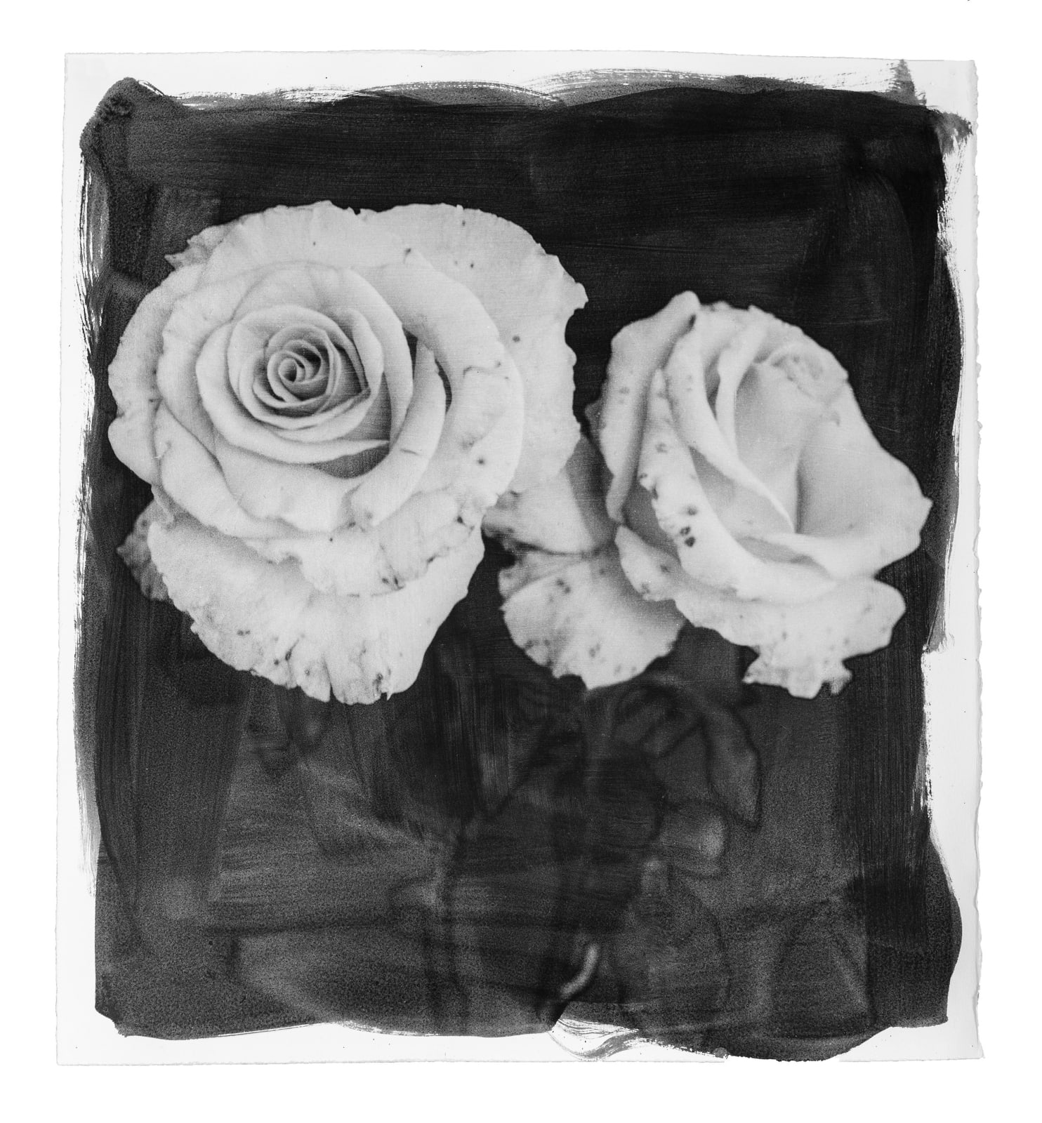 Stephen Inggs, Two Roses, 2003