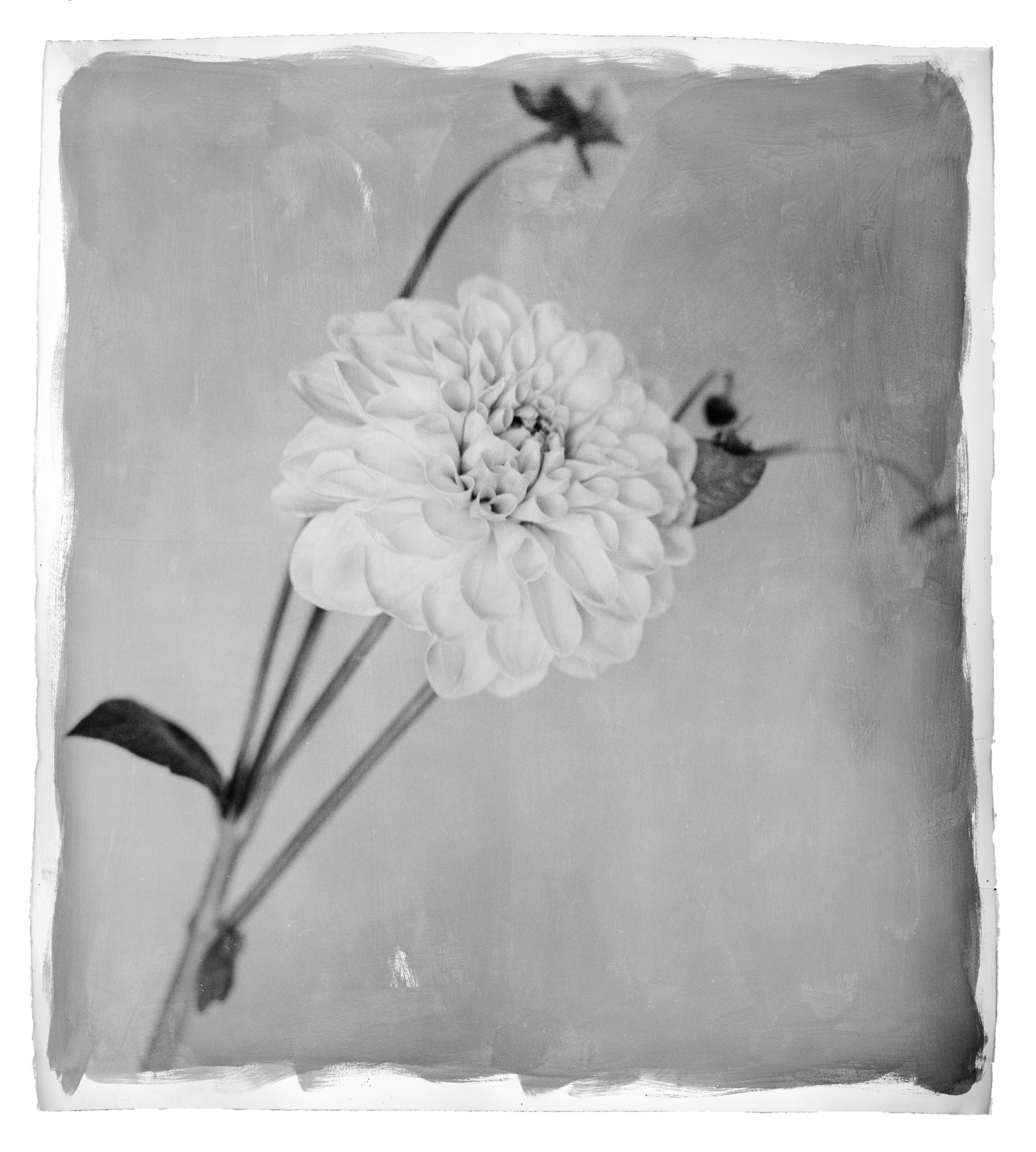 Stephen Inggs, Chrysanthemum Stem, 2022