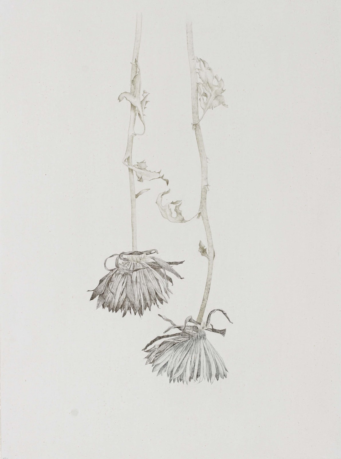 Marjorie Williams-Smith, Siblings , 2007