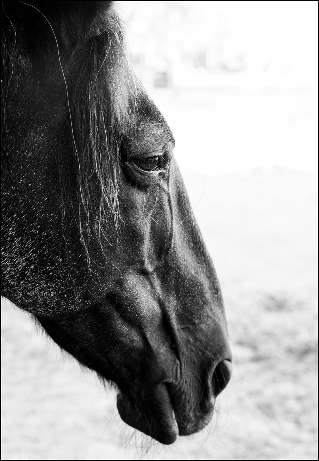 Nadja Hallström, The Mustang Coby (The Last Wild Horses), 2019