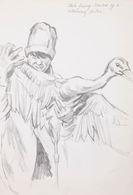 Derek Stafford, Stork being treated by a Veterinary Doctor , 1944