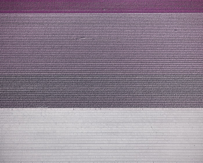 David Burdeny, Tulips 07, Noordoostpolder, Netherlands, 2016