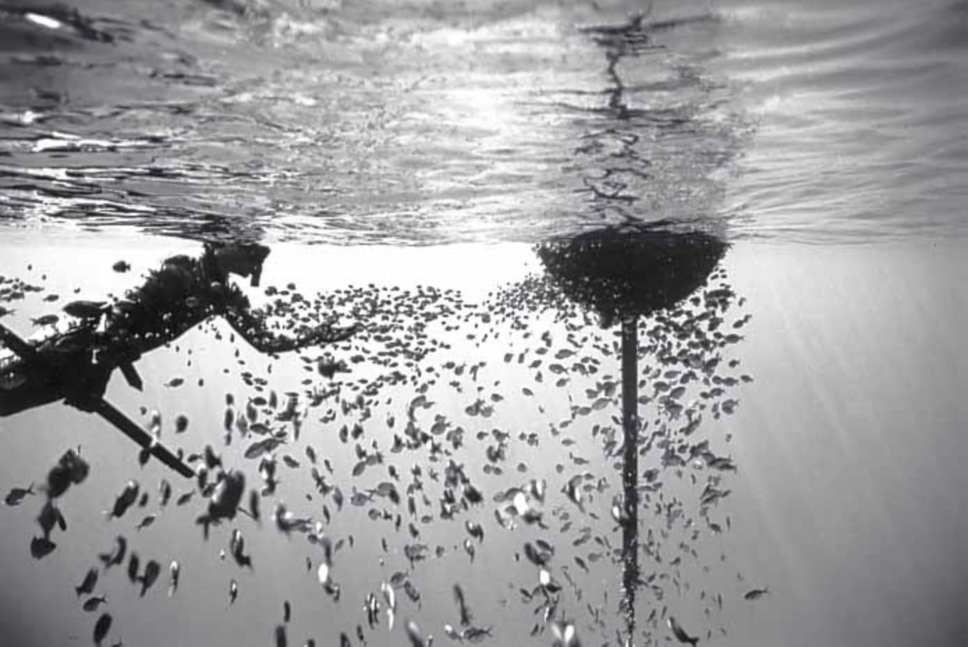 Wayne Levin, A Fish Aggregation Buoy