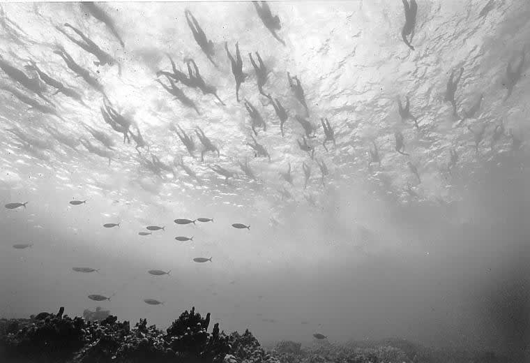 Wayne Levin, Fish and Swimmers, Ironman Triathlon (B-58), 2001/2016