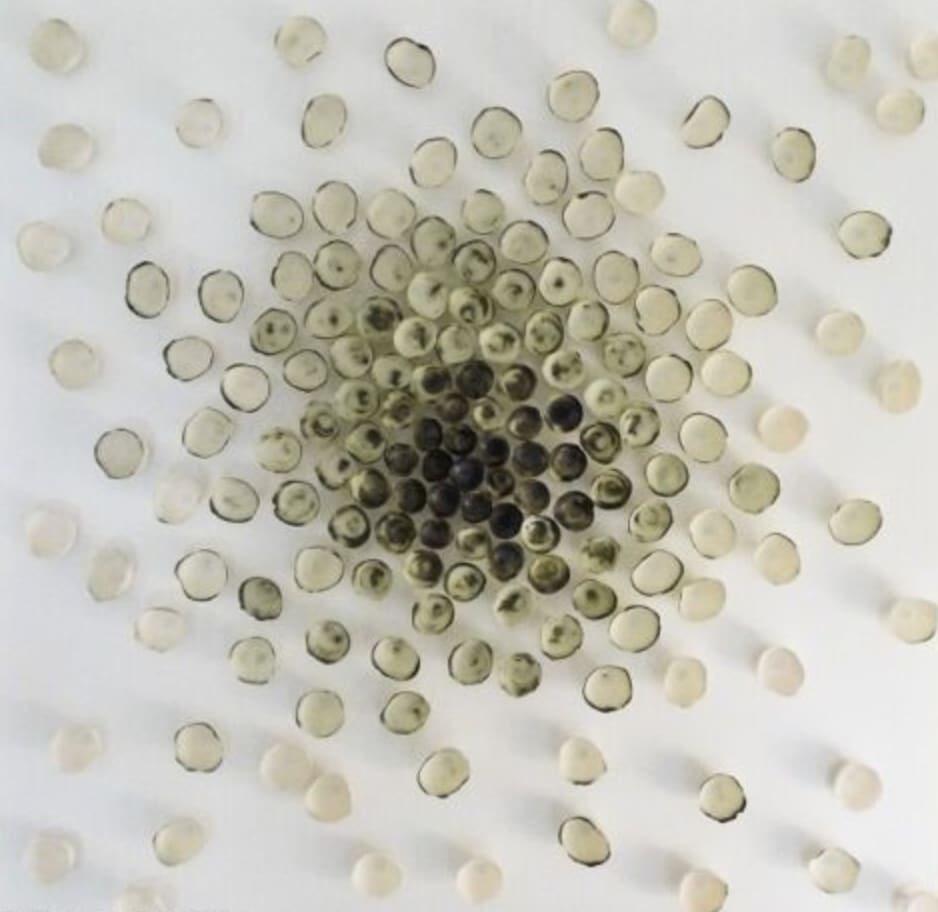 Valéria Nascimento, Moss