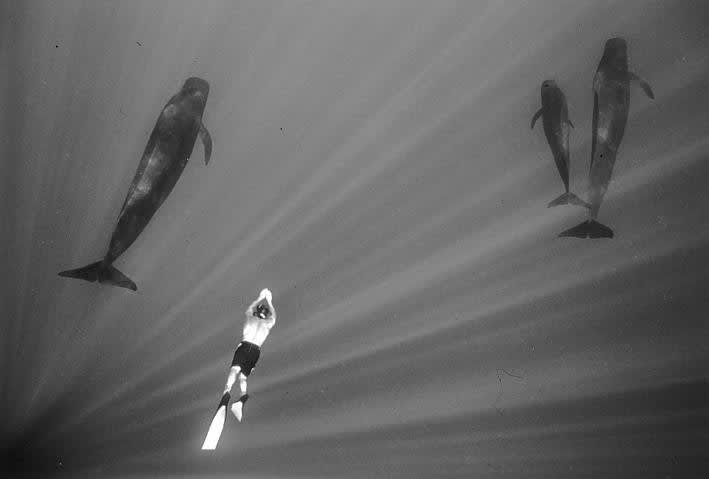 Wayne Levin, Swimming with Pilot Whales (W 21), 2005/14