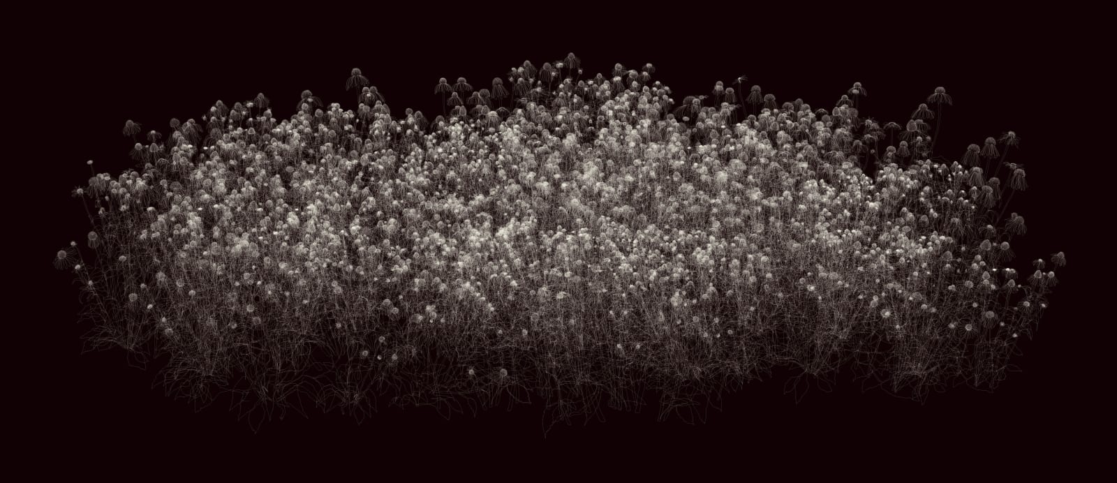 Andrew Millner, Echinacea, 2014