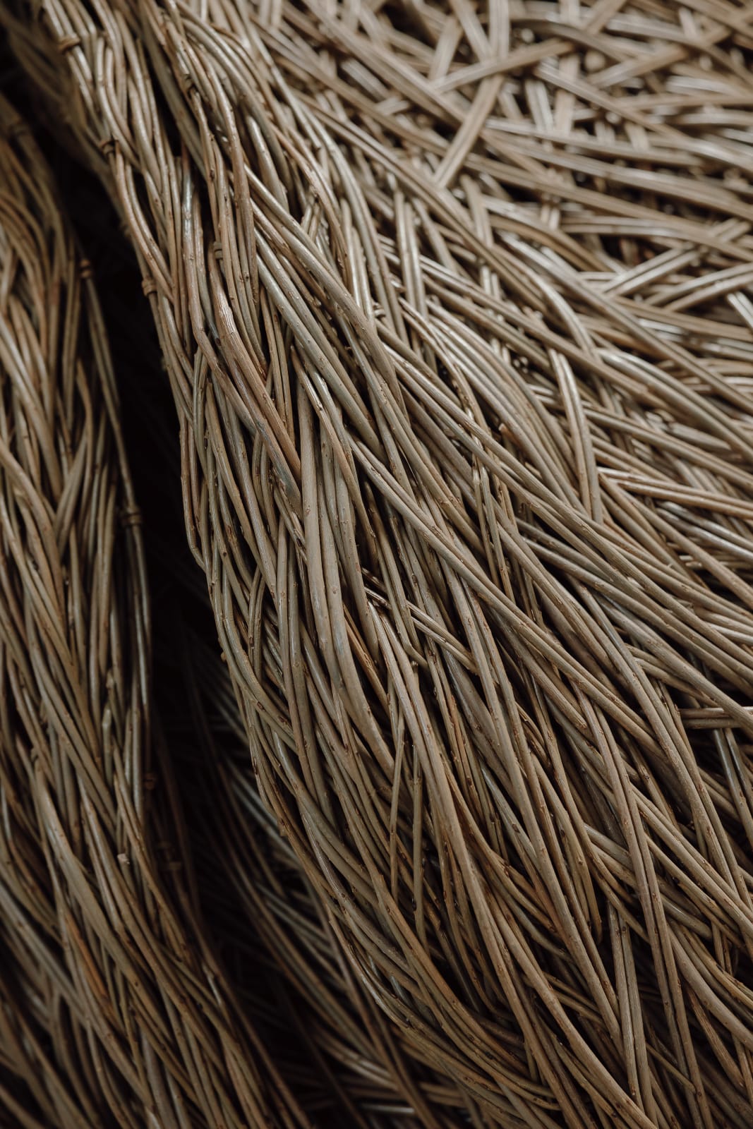 Laura Ellen Bacon, Companion, 2024