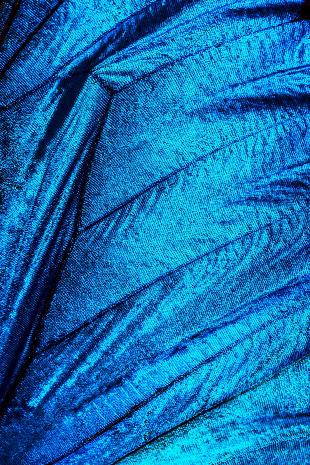Bran, Electric Blue Morpho , 2025