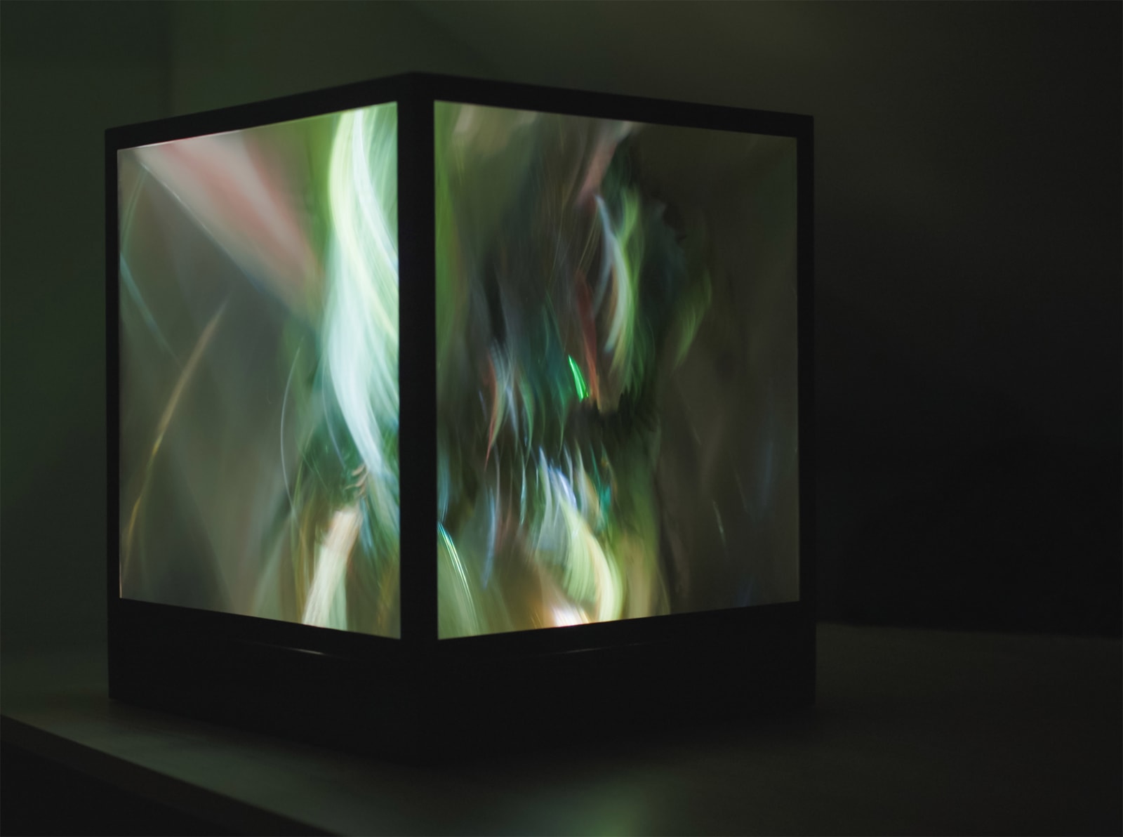 Maja Petrić, Specimens of Time, Hoh Rain Forest, 2025