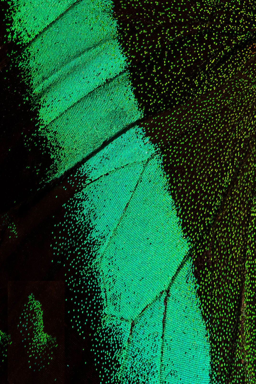 Bran, Emerald Swallowtail, 2025