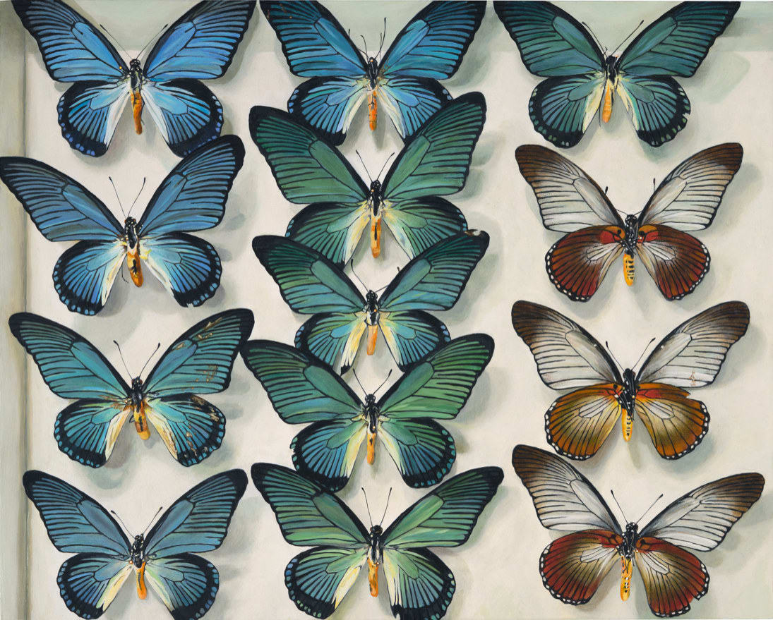 Highly detailed and realistic oil painting on panel of a three by four grid of Papilio zalmoxis or giant blue swallowtail butterflies pinned inside an opened beige box The majority of the butterflies painted show their interior blue or green wings while the last three in the far right column display the brown orange and white patterning of the exterior side of their wings
