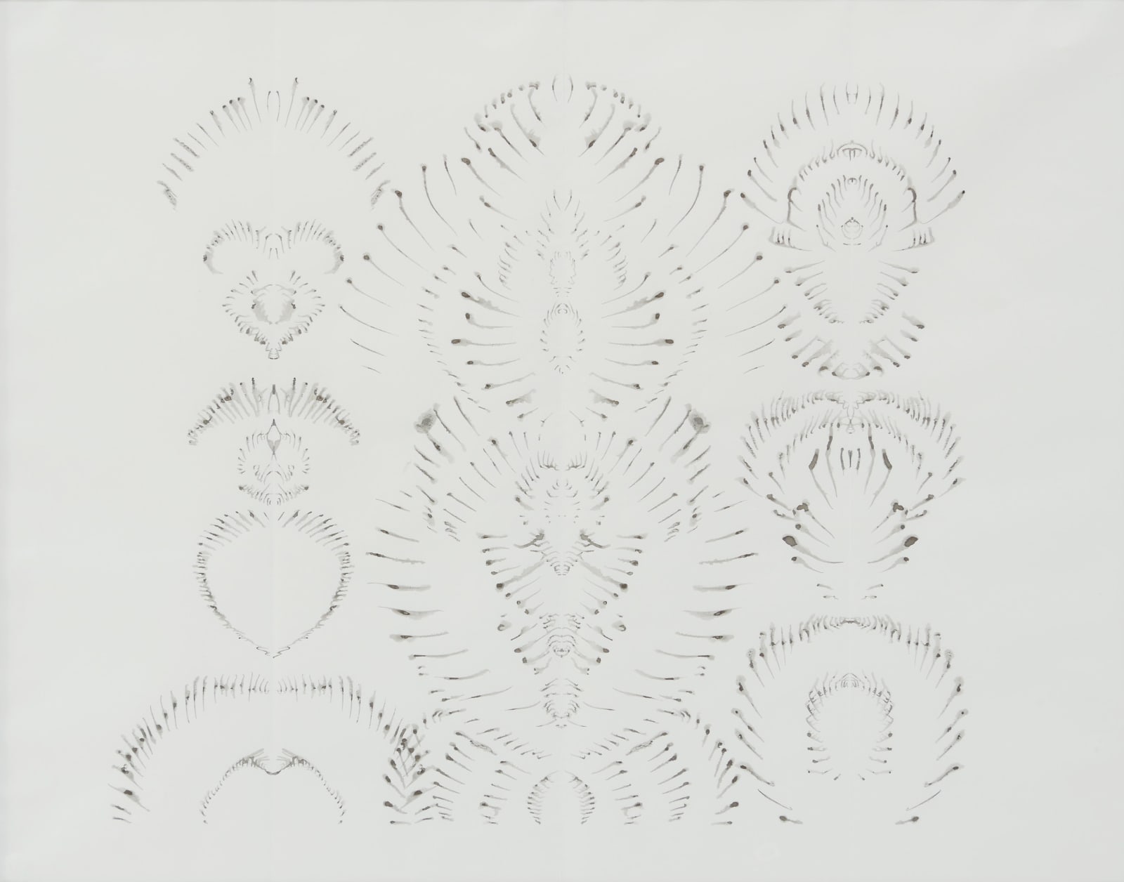 Very delicate lines in ink that resemble open fish skeletons, overlapping one another.