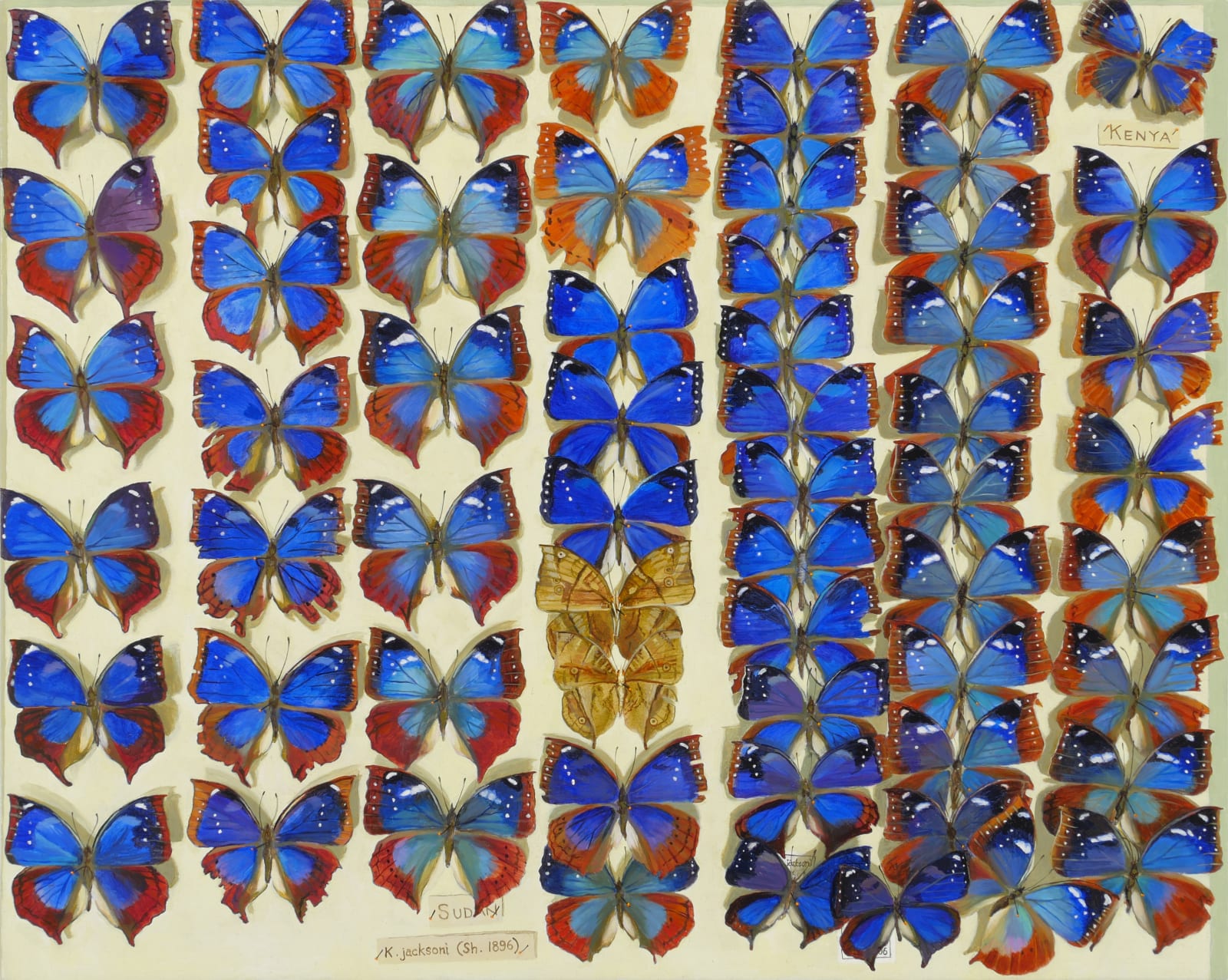Several variations of blue butterfly species preserved.