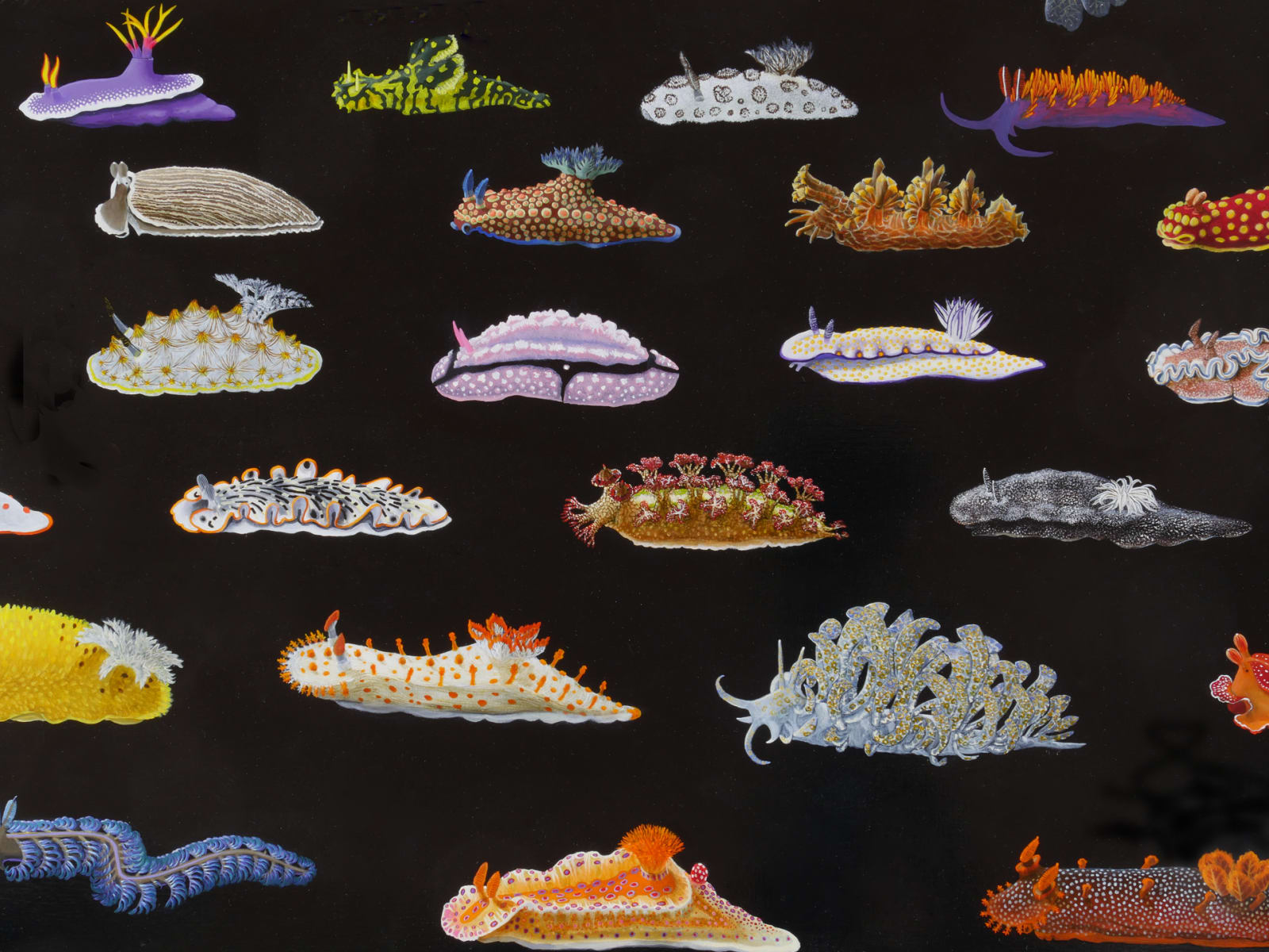 Detail of several varieties of nudibranchs in different shapes, sizes, and colors on black background.