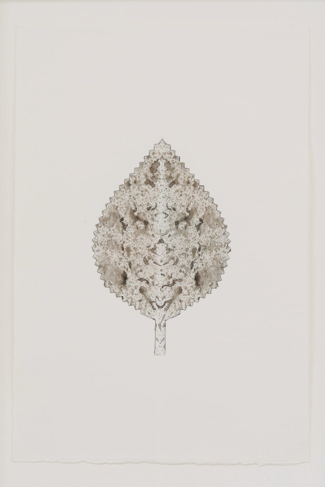 Short and squat leaf on white paper. The leaf is covered with very fine ink blotting, making the leaf read as grey and dappled.