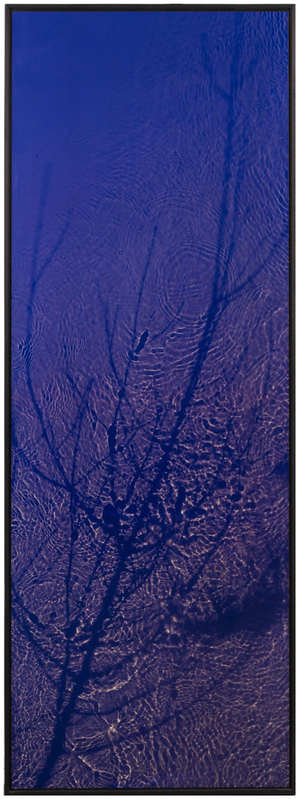 Susan Derges, The Streens Larch, 2002