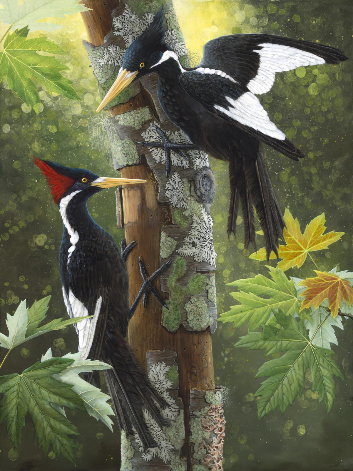Highly detailed and realistic oil painting on panel of two black and white Ivory Billed Woodpeckers latched onto a tree with mossy bark The two possibly extinct birds are surrounded by green orange and yellow leaves and natural sunlight The woodpecker to the left has a red mohawk and the other on the right has a black one