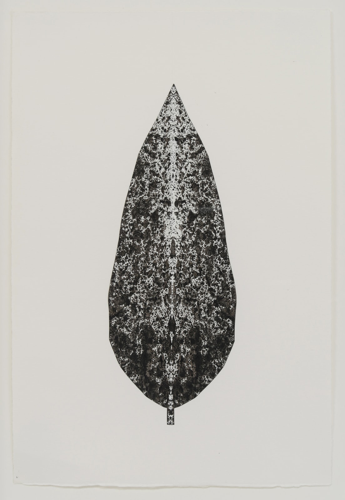 Leaf on white sheet of paper. The leaf has millions of Rorschach ink blots mirroring each other from the center.