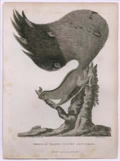 Ruth Marten, Squirrel, 2008