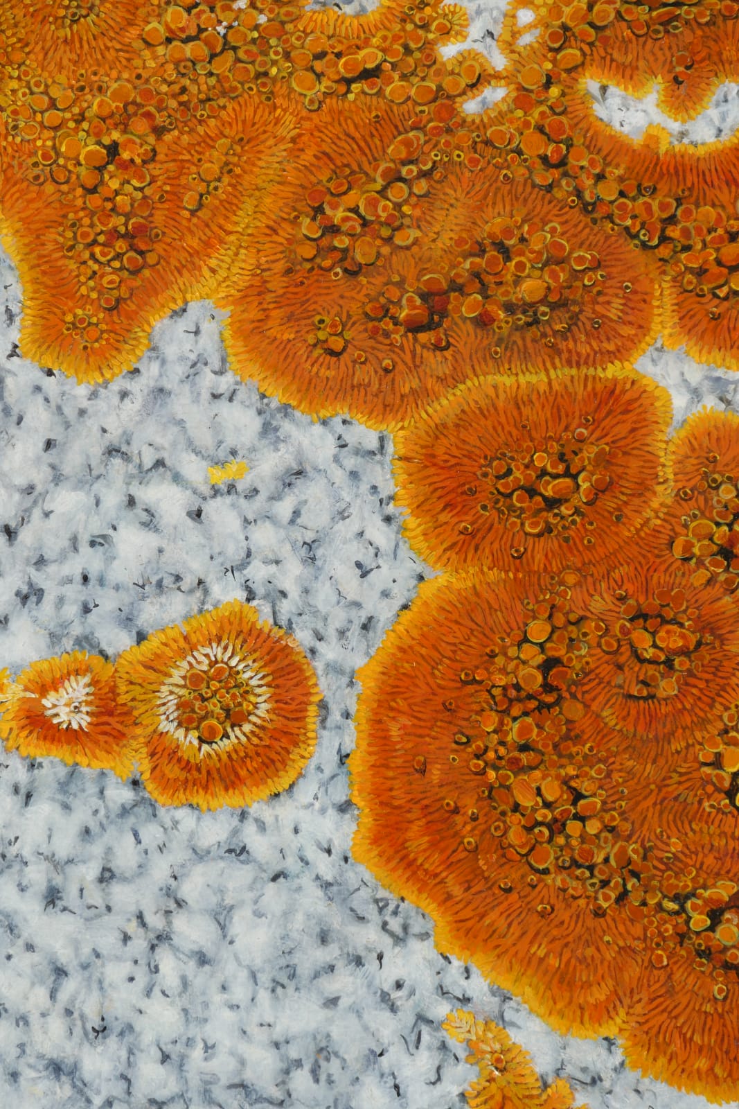 Detail of orange lichens on granite stone.