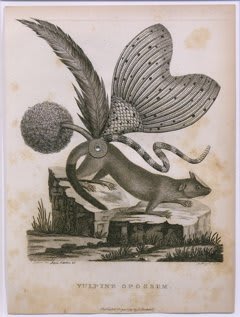 Ruth Marten, Opossum, 2008