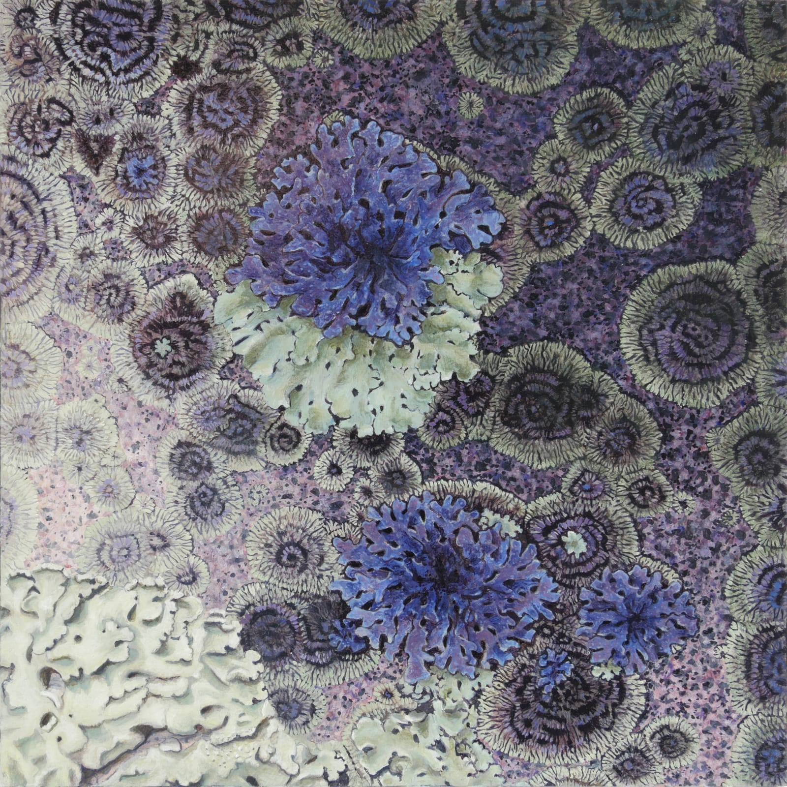 Several clusters of purple and light green lichens.