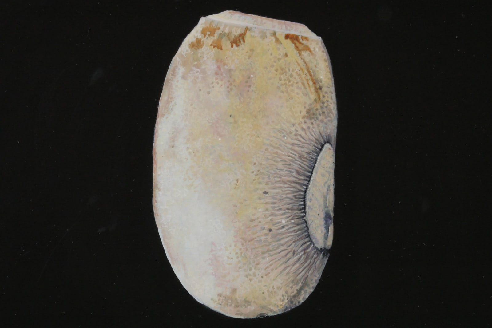 Isabella Kirkland, Phasmid Eggs II, 2022