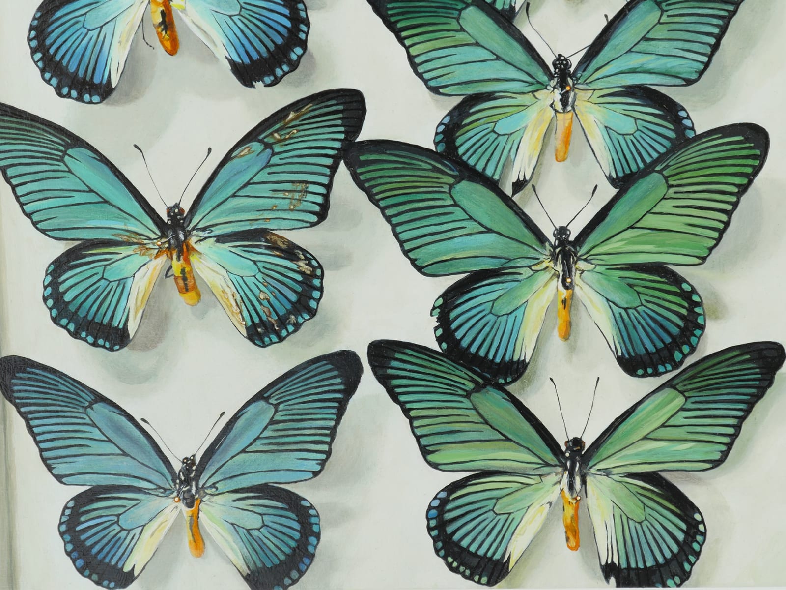 Close up of several of the blue and green Papilio zalmoxis
