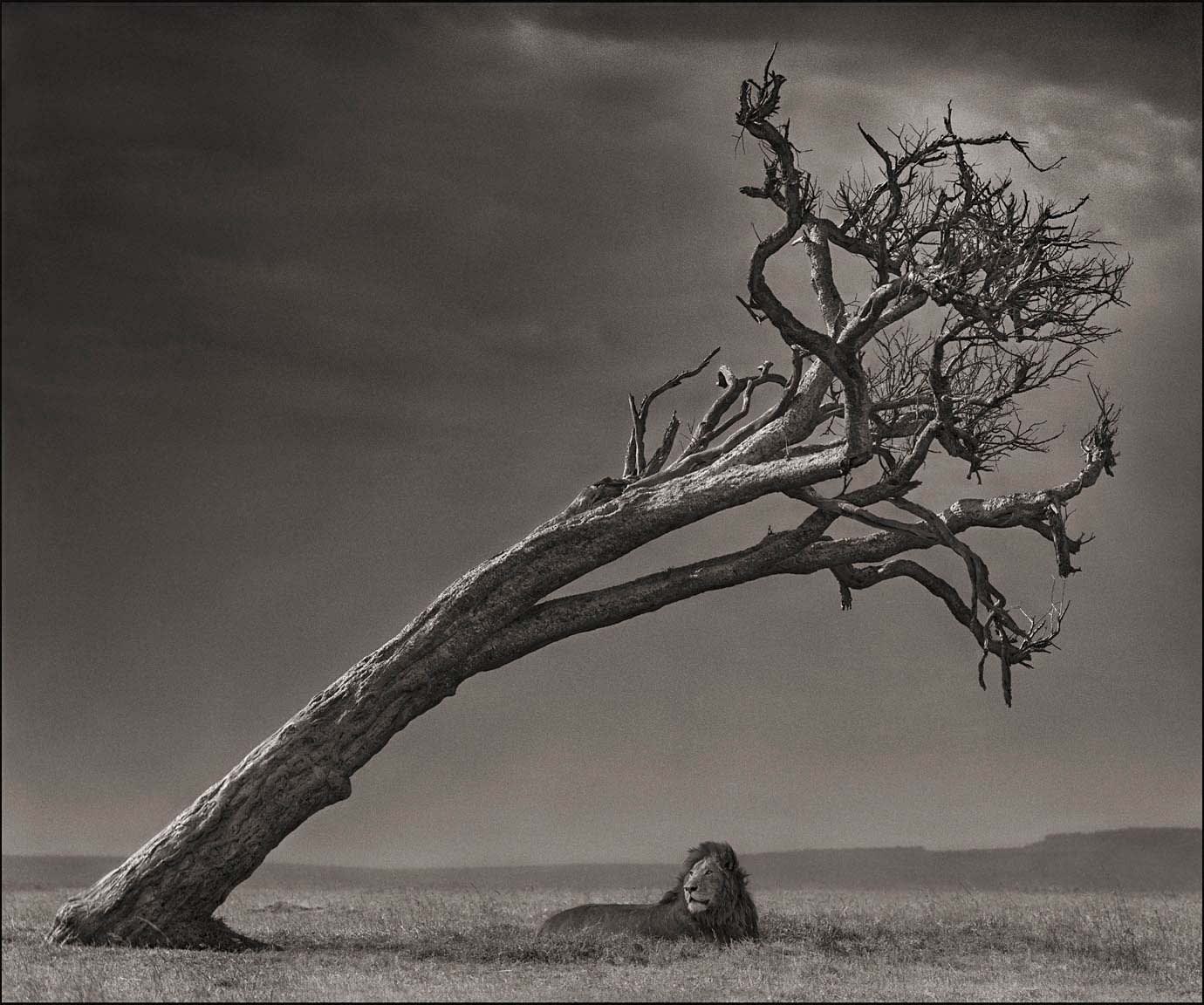 Nick Brandt photograph of lion under leaning tree in Maasai Mara