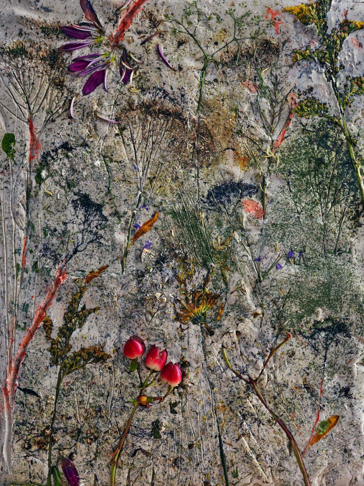 Abelardo Morell Flowers for Lisa #4 photograph of flattened flowers pressed into clay