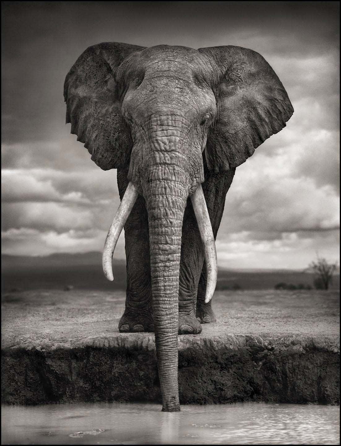 Nick Brandt, Elephant Drinking, Amboseli, 2007