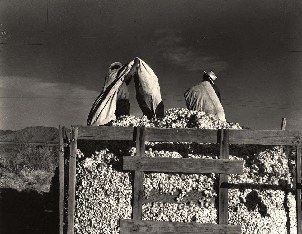 Dorothea Lange, (Men emptying cotton bags)