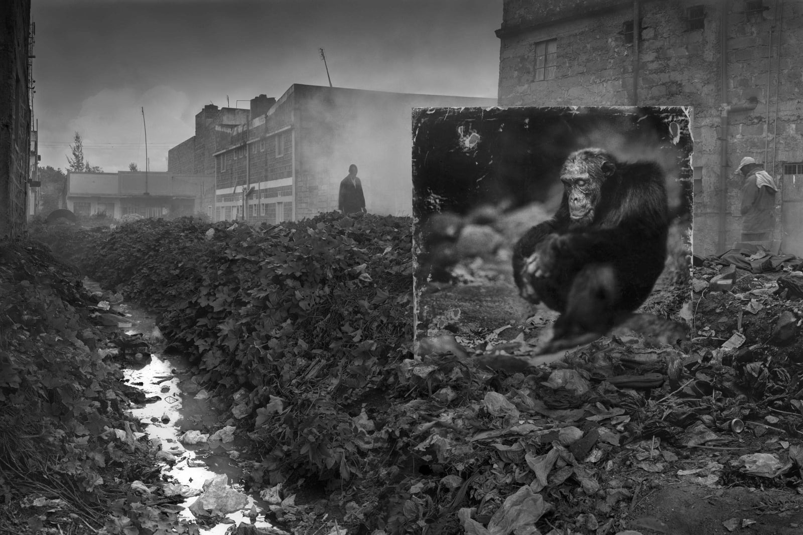 Nick Brandt, Alleyway with Chimpanzee, 2014