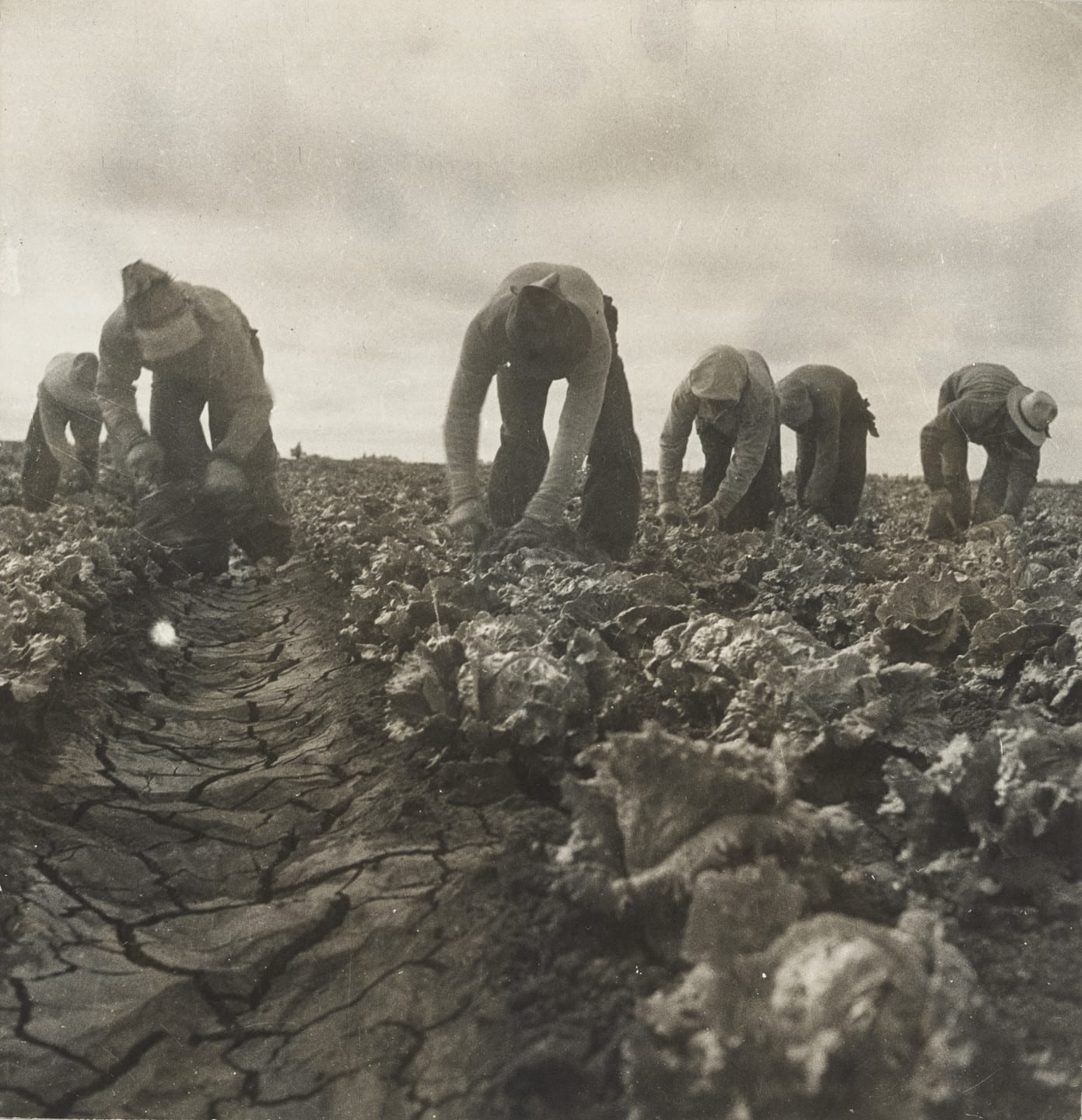 Dorothea Lange Filipinos cutting lettuce, Salinas Valley, California June 1935 black and white photograph of men leaning over field picking lettuce