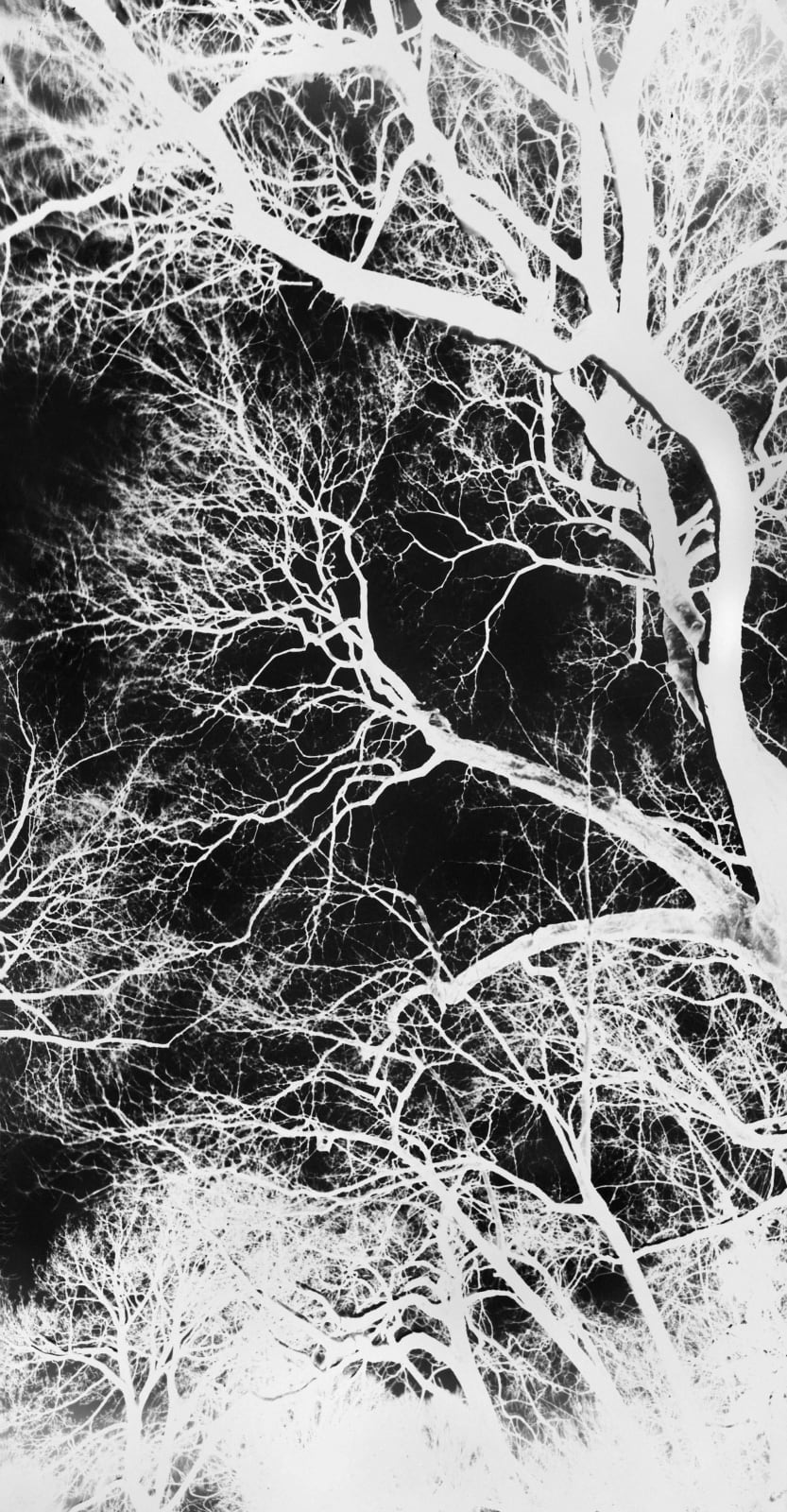 Central Park, New York tree branches from a camera obscura by Vera Lutter