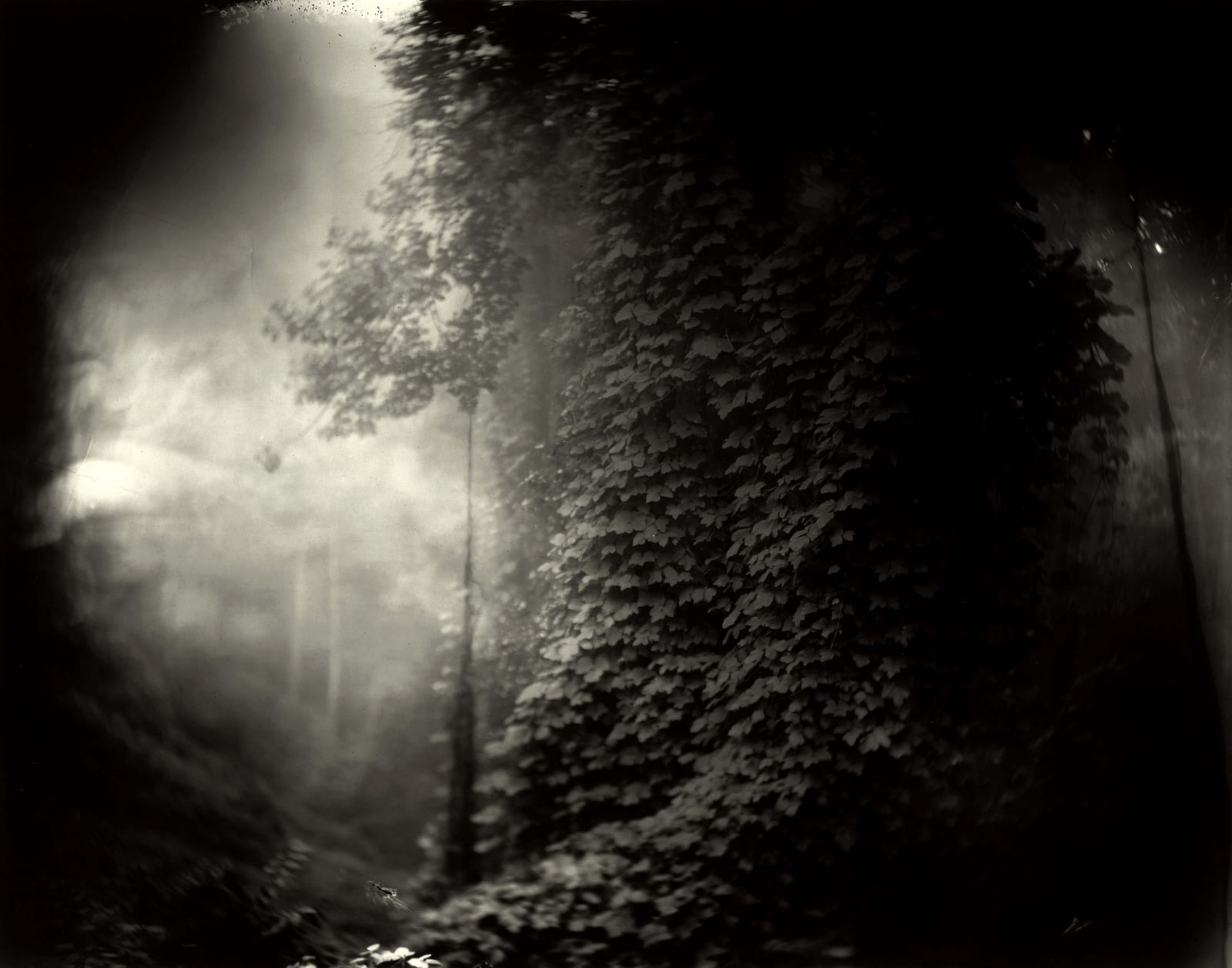 Georgia landscape with tree covered in kudzu climbing vine, from the Mother Land series by Sally Mann